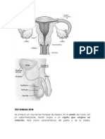 FECUNDACIÓN
