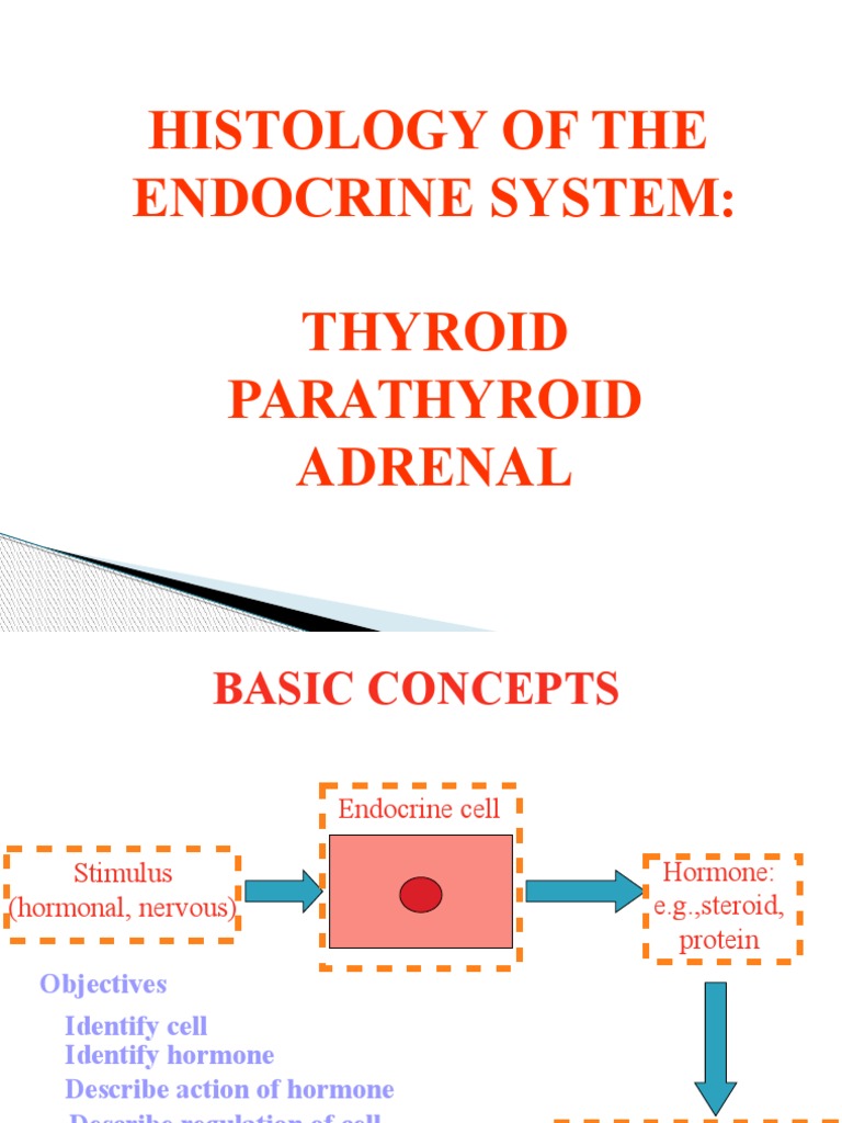 Endocrine System Histology Overview | PDF | Adrenal Gland | Thyroid