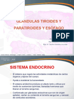 Tiroides Paratiroides Esófago