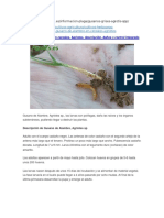 Informacion Web-Gusano Alambre Agriotes SP