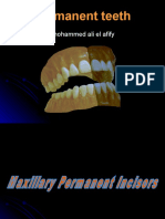 permanentteeth-.ppt