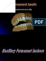 Permanentteeth