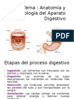 Diapositivas Del Sistema Digestivo