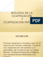 Biología de La Cicatrización