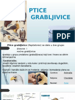 PTICE GRABLJIVICEfinal