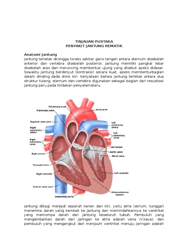 Blogbintang Compenyakit Jantung Rematik