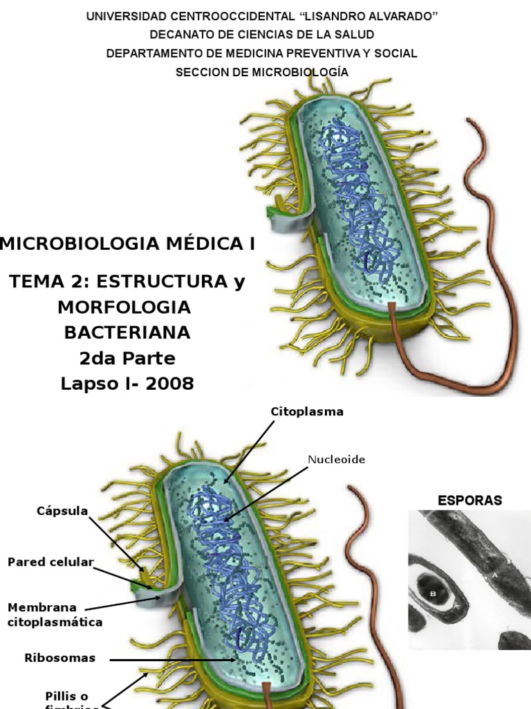 Estructura y morfología bacteriana | PDF | Las bacterias | Patologia ...