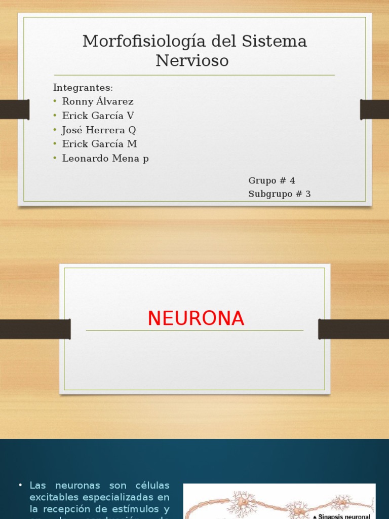 Expo Neuro 3 | PDF | Sinapsis | Neurona