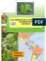 Hlb - Guatemala