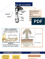 SETAS_Estructura.pptx