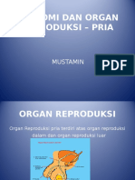 Anatomi Organ Reproduksi Pria
