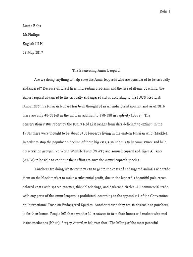 amur leopards essay | Poaching | Endangered Species