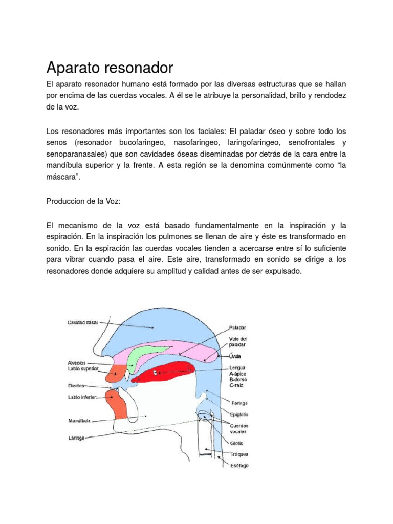 Aparato resonador Voz humana Garganta Humana