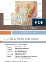 Preguntas y Respuestas Sistema Nervioso