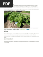 Planta Couve Chinesa