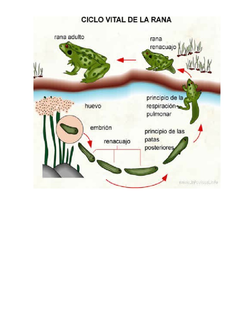 Ciclo de Vida Dela Rana | PDF, image size:768x1024