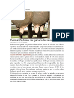 Evaluación lineal del ganado lechero.docx