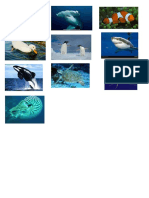 imagenes de animales acuaticos.docx