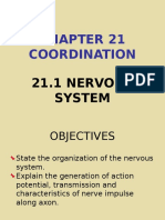 21.1 Nervous System