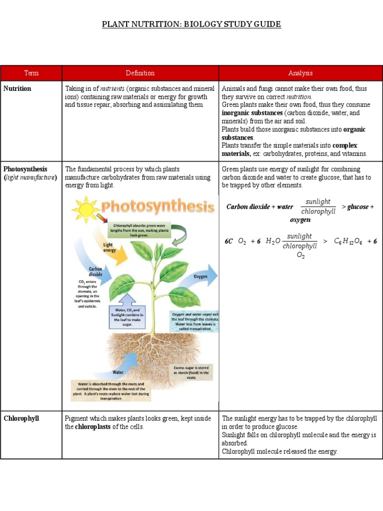 Plant Nutrition: Biology Study Guide: Term Analysis | PDF | Seed | Stoma