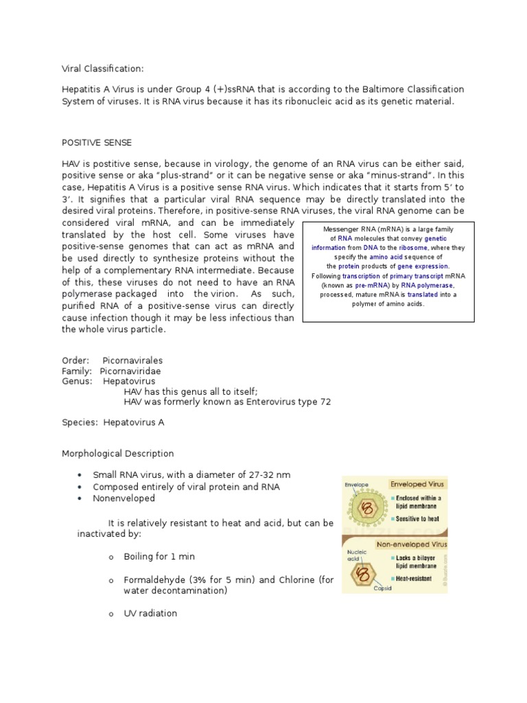 Viral Classification | PDF | Sense (Molecular Biology) | Virus