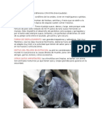 Chinchilla andina: hábitat, alimentación y peligro de extinción