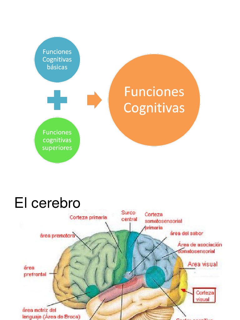 funciones cognitivas basicas Hemisferio cerebral Percepción
