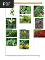 Katalog BUKU FLORA Van Steenis