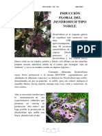 10 Induccion Floral Del Dendrobium Tipo Nóbile - para Combinar - para Combinar - para Combinar