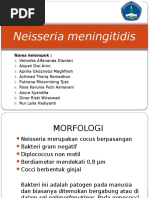 Neisseria Meningitidis