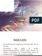 nucleo (1).pptx