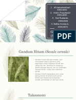 SECALE-GANDUM HITAM