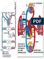 Sistem Peredaran Darah