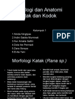 Morfologi Dan Integumen Kelompok 1