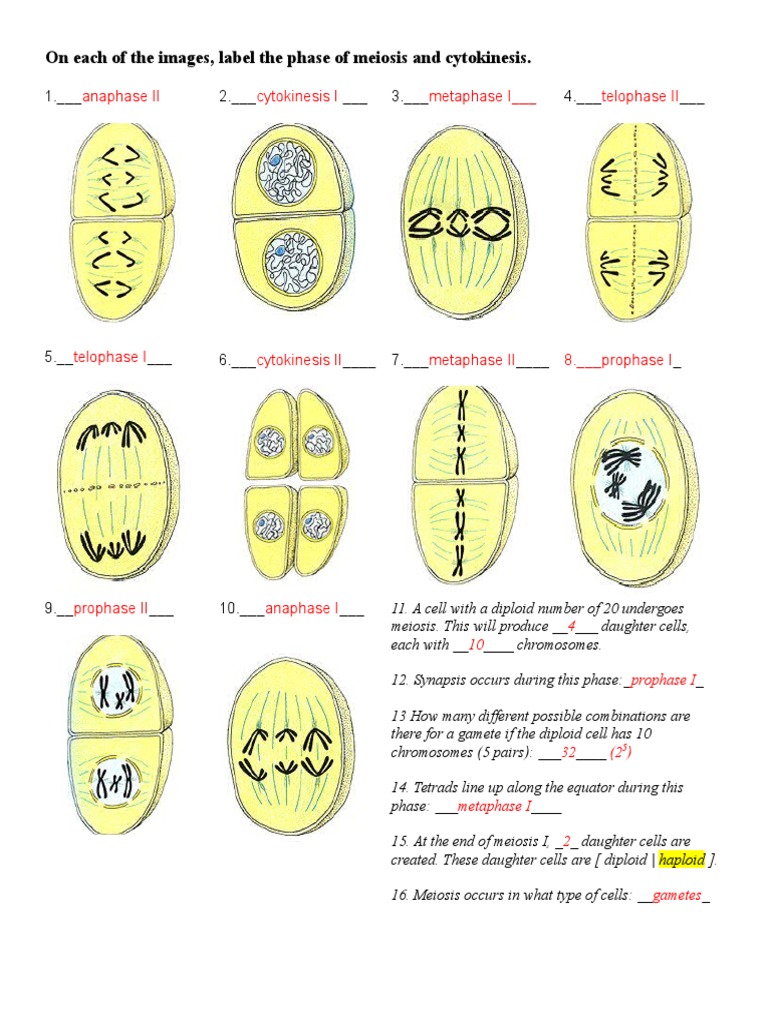 meiosis-1-and-2-worksheet-answers-wiseinspire