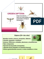 652966018.tema 11. Orden Diptera PDF