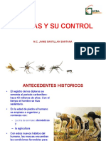Moscas y Dipteros PDF