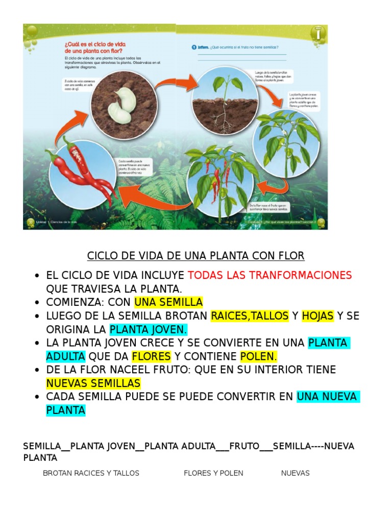 Ciclo de Vida de Una Planta Con Flor