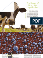 infocus Issue 18 June 2010 kalab - beauty of milk.pdf
