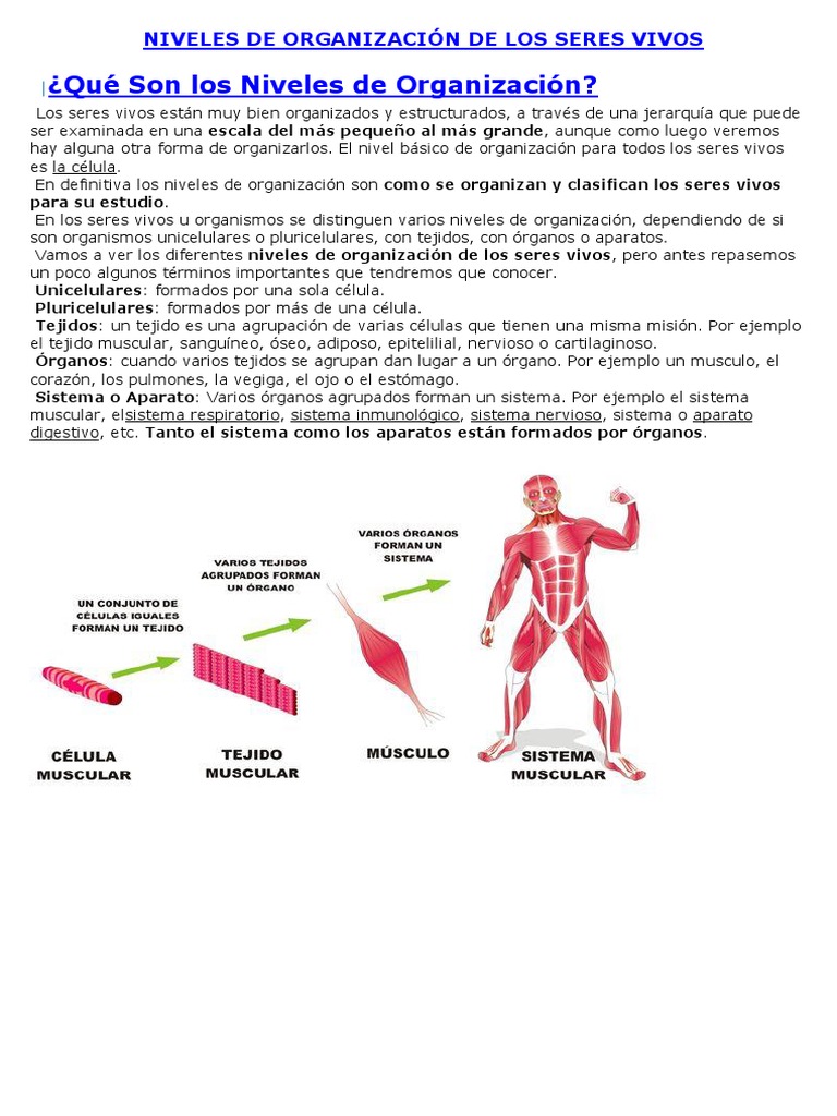 Niveles de Organización de Los Seres Vivos Organismos