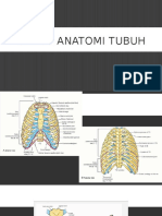 Gross Anatomi Thorax Abdomen Pelvis