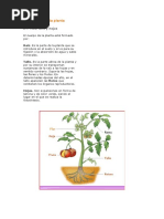 Las Partes de La Planta