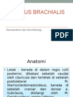 Neuroanatomi plexus brachialis