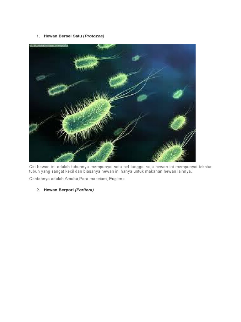 7300 Koleksi Gambar Hewan Bersel Satu Protozoa Terbaru