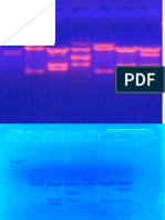 Gambar DNA Fingerprinting