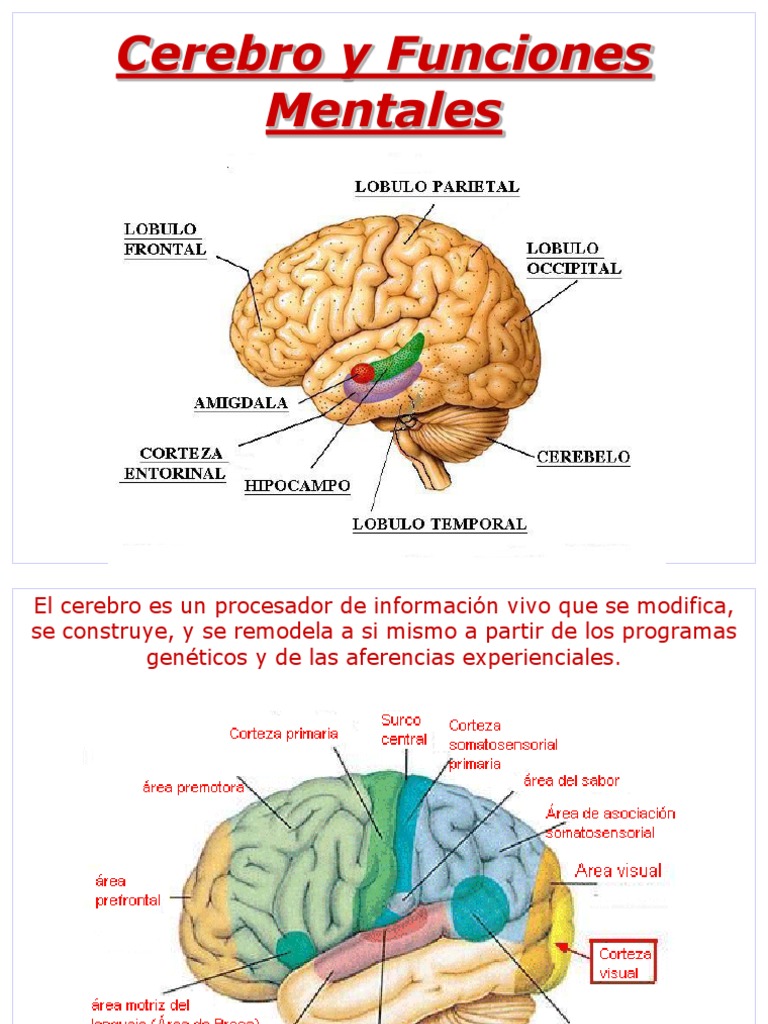 Cerebro Infantil | Cerebro | Aprendizaje