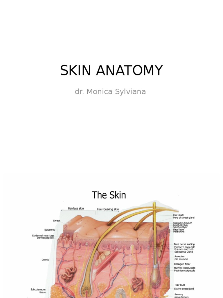 Skin Anatomy Ppt Skin Epidermis