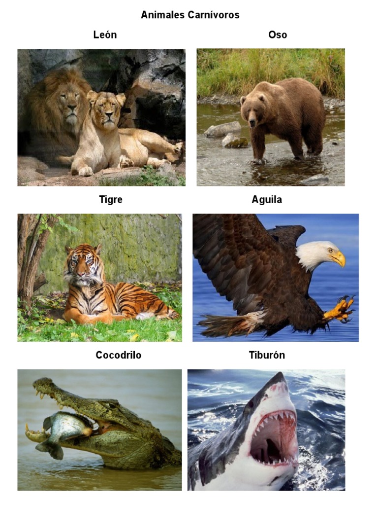 Imagenes De Animales Herbívoros Y Carnivoros