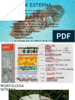 Morfologias Pepino de Mar