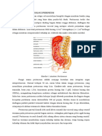 Anatomi Dan Fisiologi Peritoneum